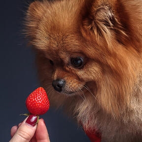 강아지 딸기