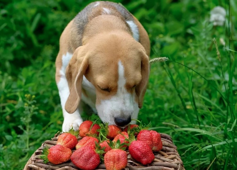 딸기 냄새 맡는 강아지