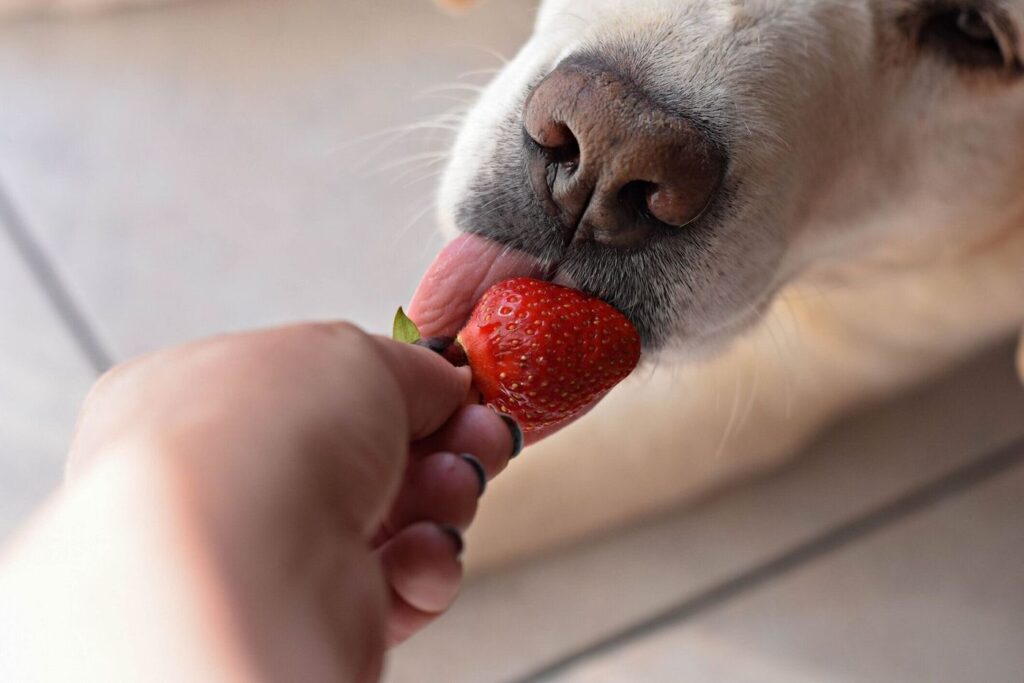 딸기를 빨아 먹는 개