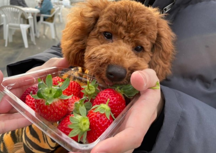 딸기맛을보는 강아지