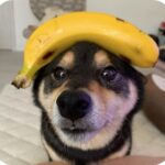 강아지 바나나