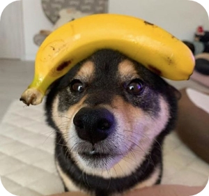 강아지 바나나