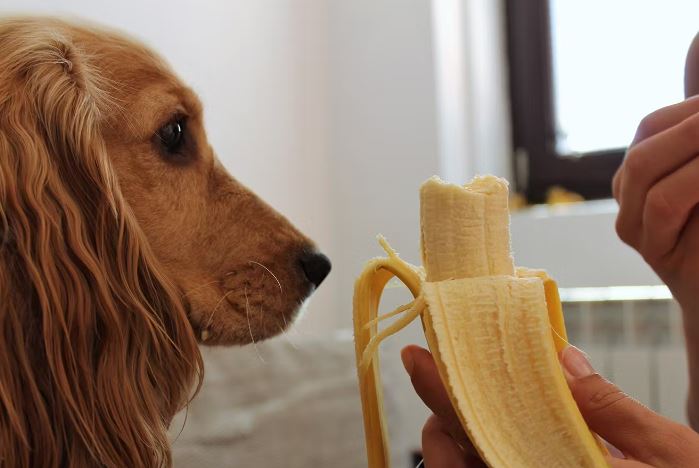 바나나 먹는 주인 모습 지켜보는 강아지